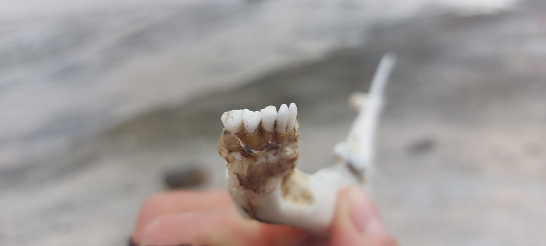 HDS08-24, Day 3, 20240723_112928 © Unknown photographer - Oceanwide Expeditions.jpg