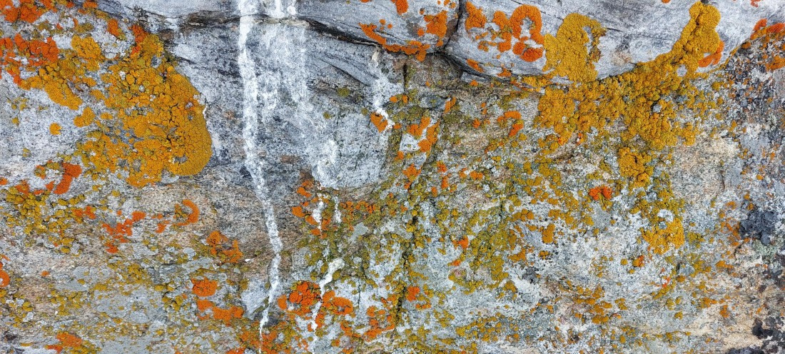 HDS08-24, Day 3, 20240723_110440 © Unknown photographer - Oceanwide Expeditions.jpg