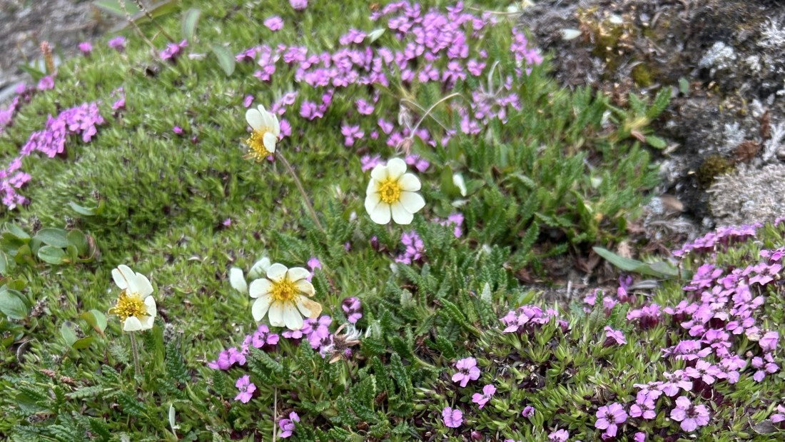 HDS08-24, Day 3, IMG_3017 2 © Unknown photographer - Oceanwide Expeditions.jpeg