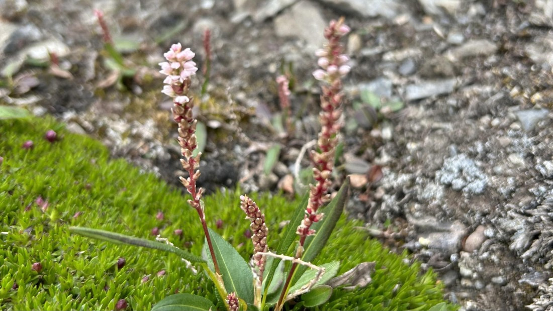 HDS08-24, Day 3, IMG_3019 © Unknown photographer - Oceanwide Expeditions.jpeg
