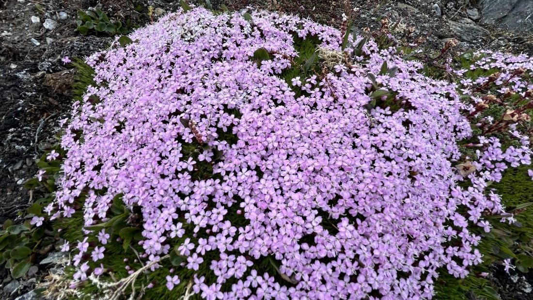 HDS08-24, Day 3, IMG_3026 © Unknown photographer - Oceanwide Expeditions.jpeg