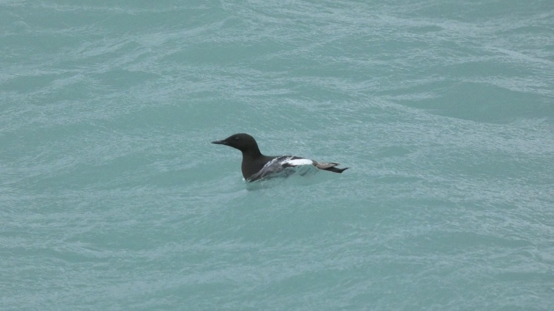 HDS08-24, Day 3, P1070187 © Unknown photographer - Oceanwide Expeditions.JPG