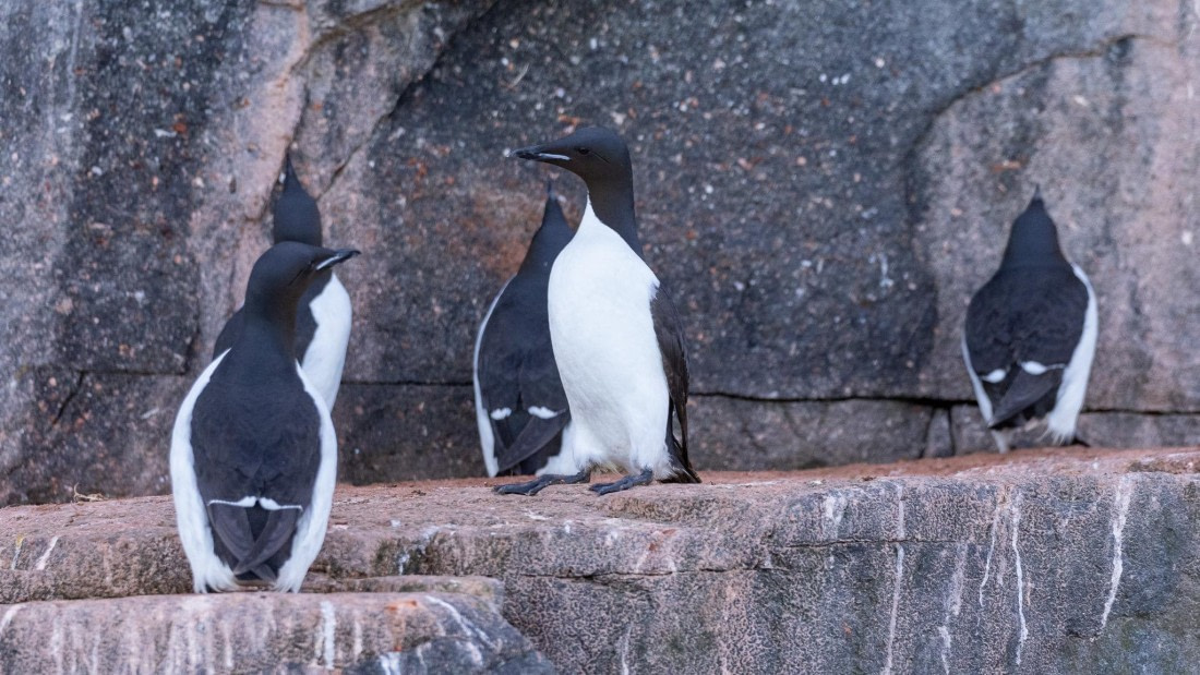 HDS08-24, Day 5, 4Q9A4702 © Katlyn Taylor - Oceanwide Expeditions.jpeg