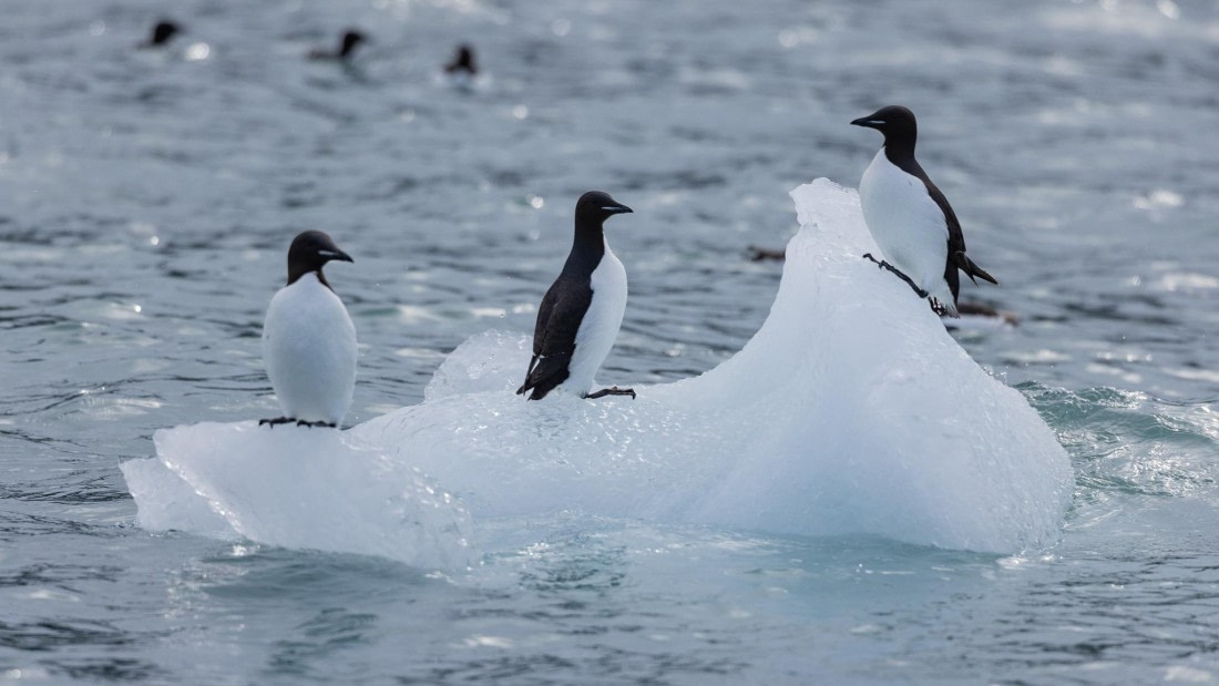 HDS08-24, Day 5, 4Q9A4888 © Katlyn Taylor - Oceanwide Expeditions.jpeg