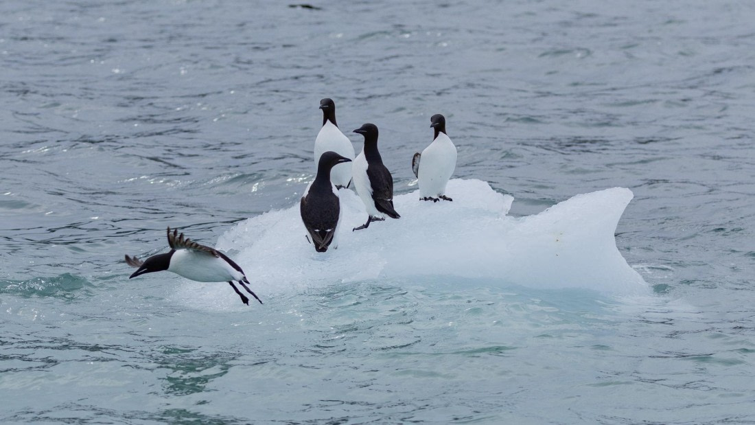 HDS08-24, Day 5, 4Q9A4912 © Katlyn Taylor - Oceanwide Expeditions.jpeg
