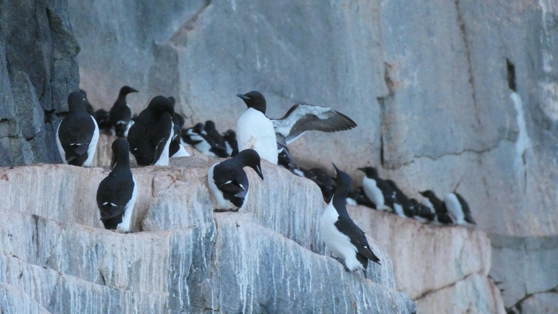 HDS08-24, Day 5, P1070253 © Unknown photographer - Oceanwide Expeditions.JPG