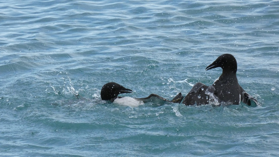 HDS08-24, Day 5, P1070424 © Unknown photographer - Oceanwide Expeditions.JPG