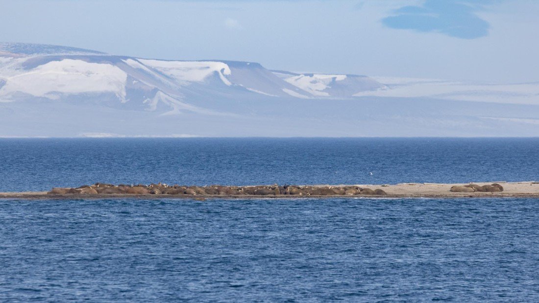 HDS08-24, Day 6, 4Q9A5041 © Katlyn Taylor - Oceanwide Expeditions.jpeg