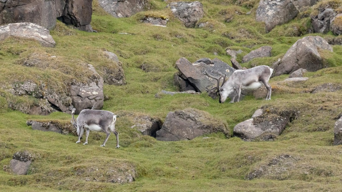 HDS08-24, Day 7, 4Q9A5090 © Katlyn Taylor - Oceanwide Expeditions.jpeg