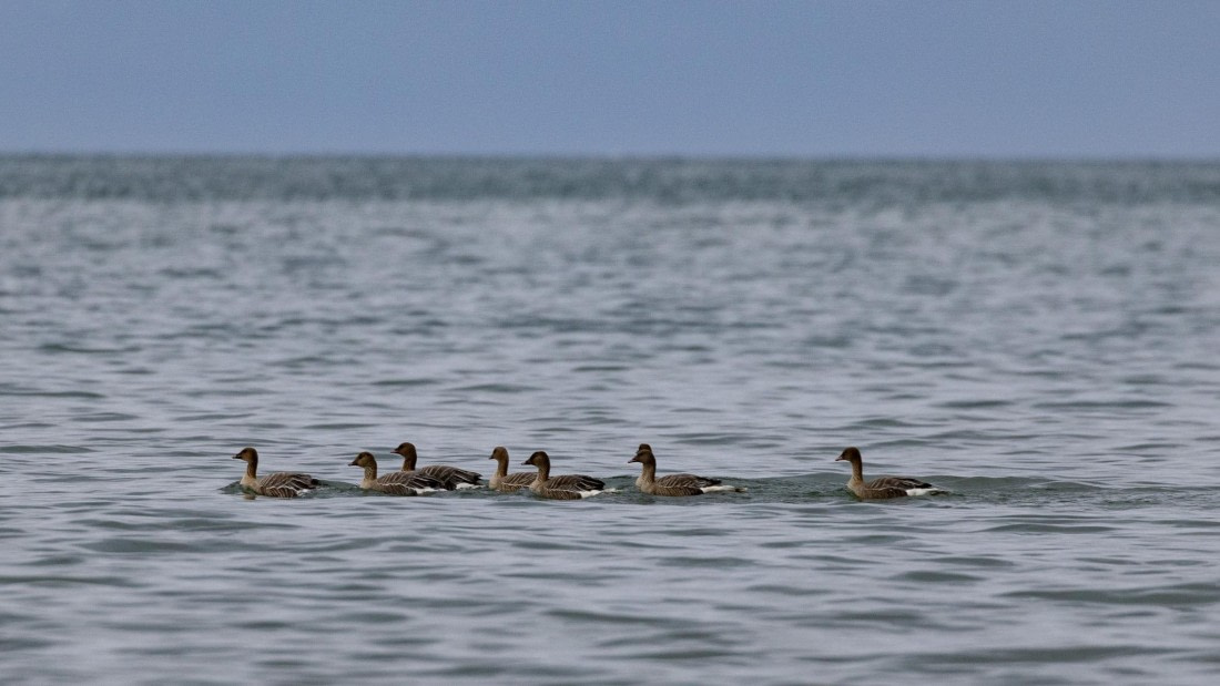 HDS08-24, Day 7, 4Q9A5102 © Katlyn Taylor - Oceanwide Expeditions.jpeg