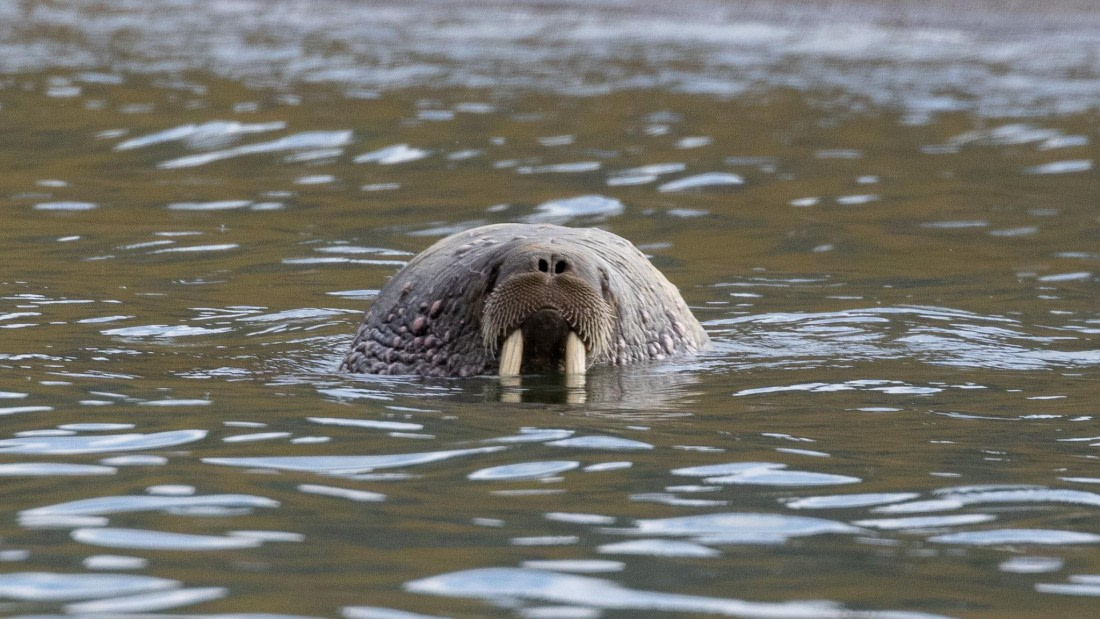 HDS08-24, Day 7, 4Q9A5112 © Katlyn Taylor - Oceanwide Expeditions.jpeg
