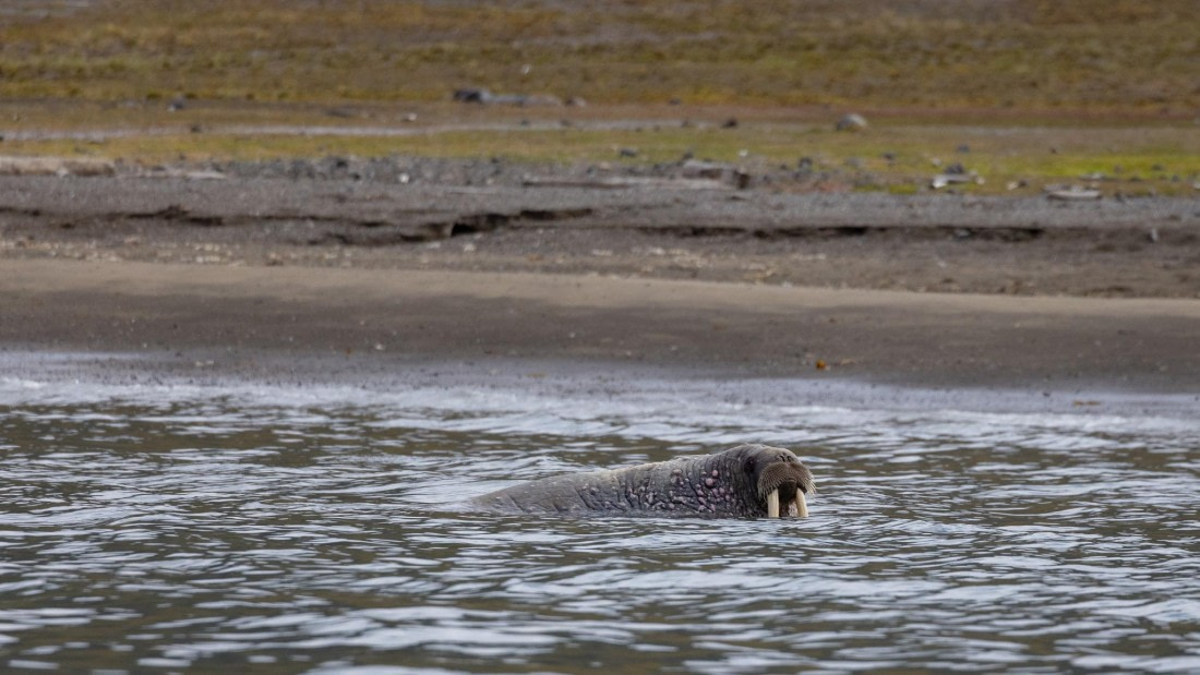 HDS08-24, Day 7, 4Q9A5129 © Katlyn Taylor - Oceanwide Expeditions.jpeg