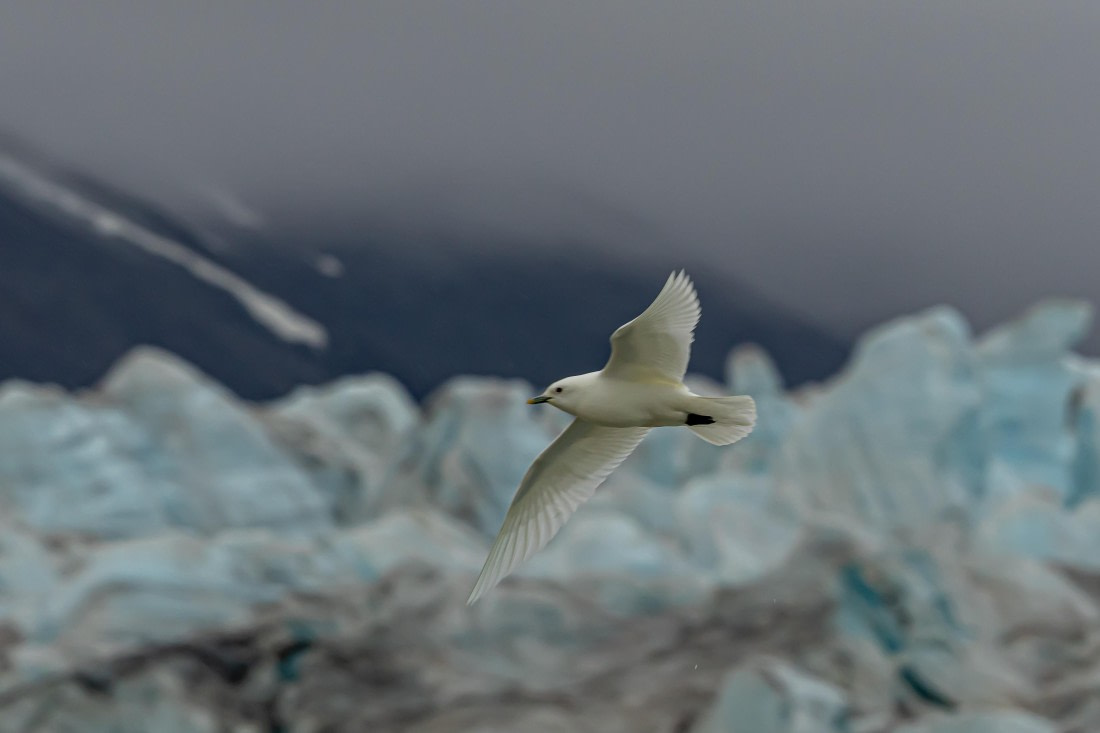 Ivory gull by Monaco glacier