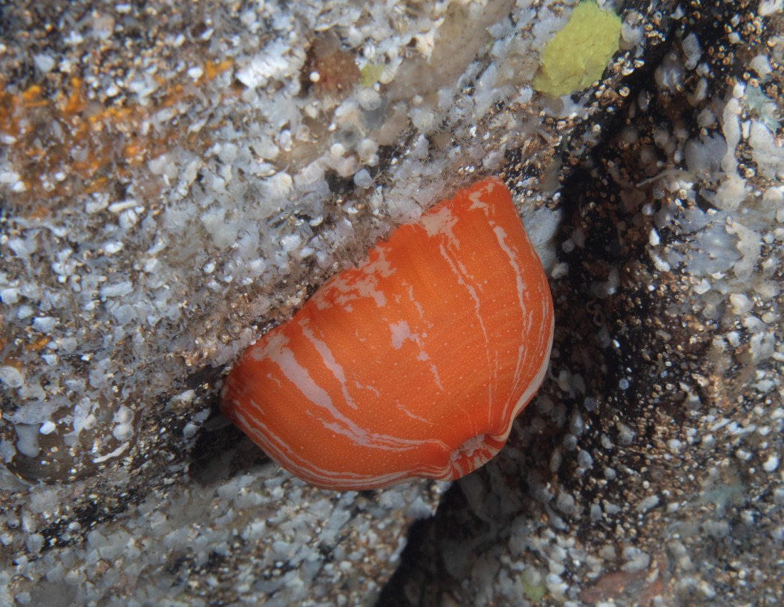 Scuba_Svalbard-2022_closed anemone © Jim van Gogh - Oceanwide Expeditions.jpg