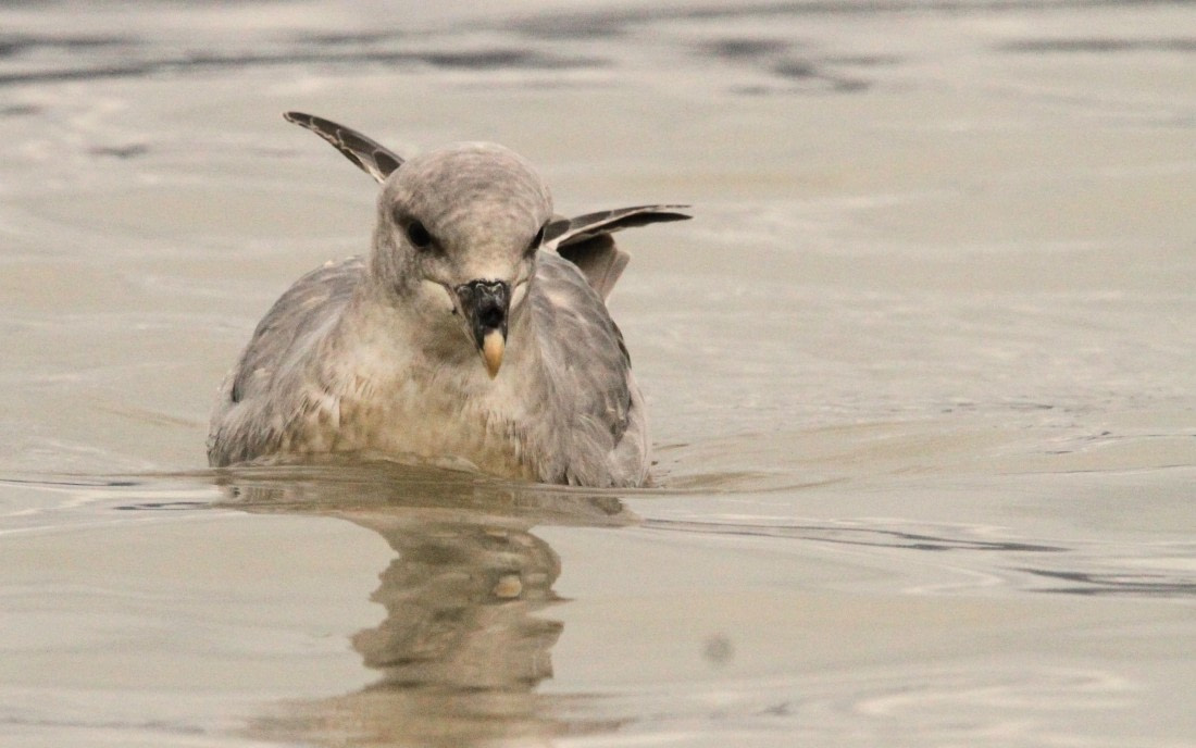 OTL08-24, Day 2, IMG_5830 © Simon Davies - Oceanwide Expeditions.JPG