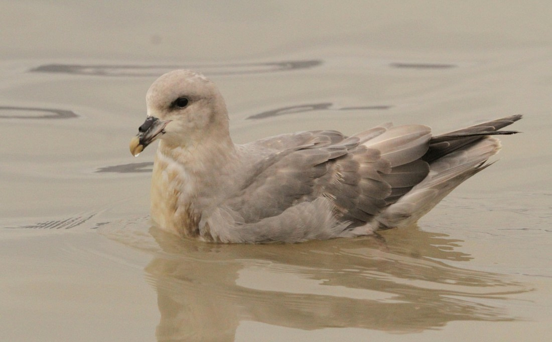 OTL08-24, Day 2, IMG_5891 © Simon Davies - Oceanwide Expeditions.JPG