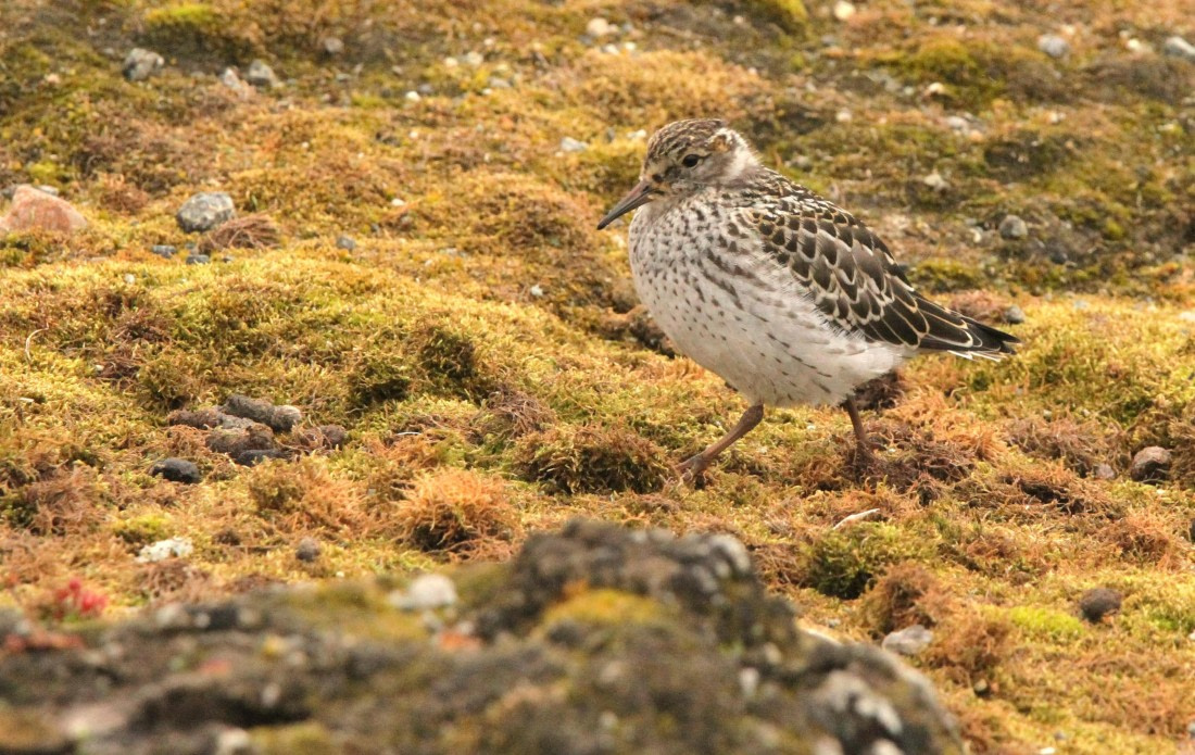 OTL08-24, Day 2, IMG_5954 © Simon Davies - Oceanwide Expeditions.JPG