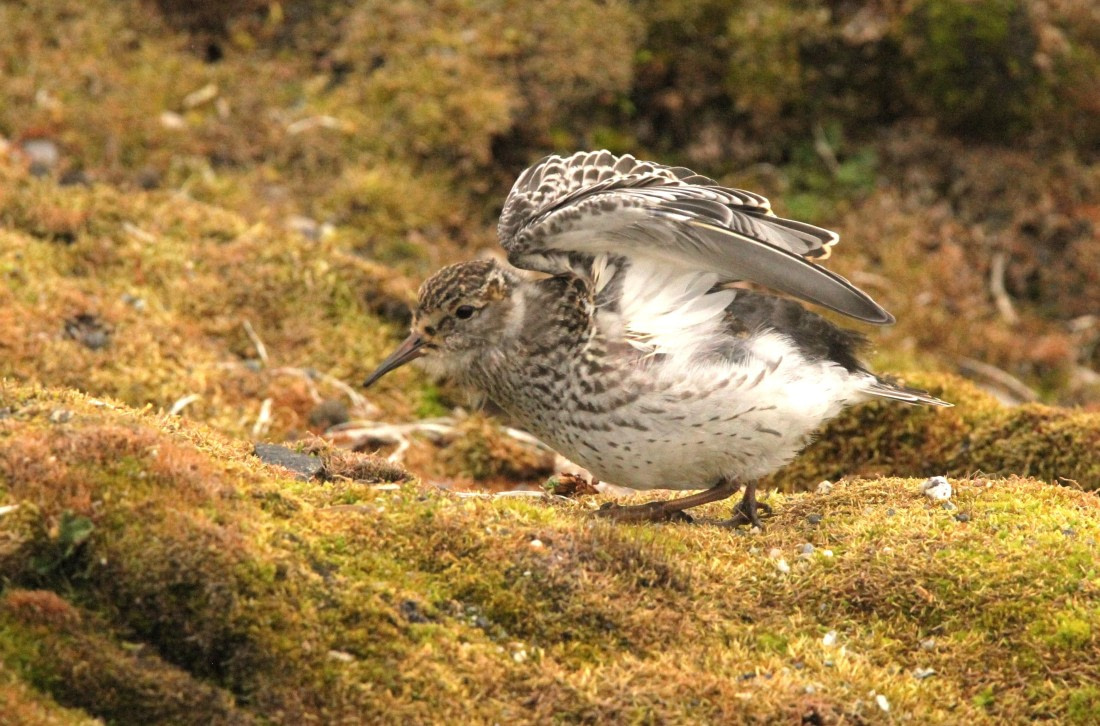 OTL08-24, Day 2, IMG_6042 © Simon Davies - Oceanwide Expeditions.JPG