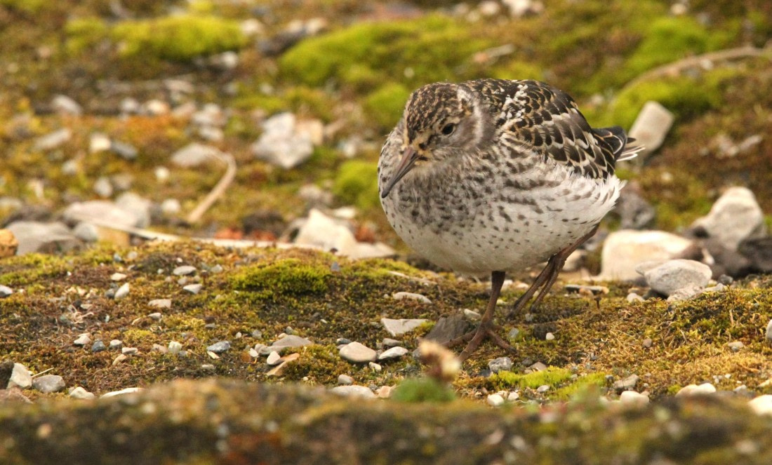 OTL08-24, Day 2, IMG_6059 © Simon Davies - Oceanwide Expeditions.JPG