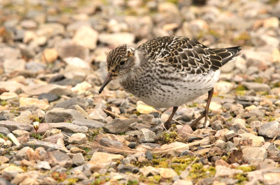OTL08-24, Day 2, IMG_6187 © Simon Davies - Oceanwide Expeditions.JPG