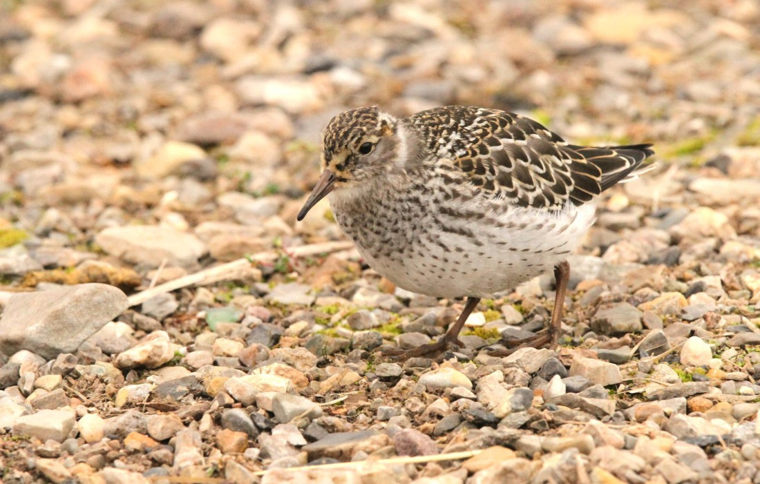 OTL08-24, Day 2, IMG_6200 © Simon Davies - Oceanwide Expeditions.JPG