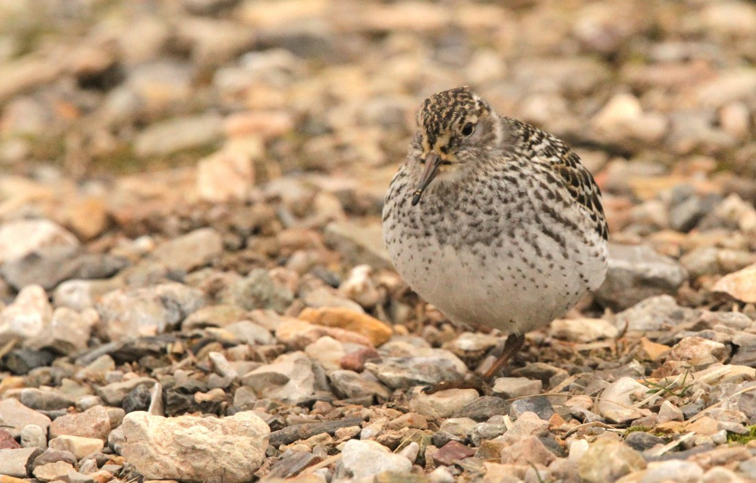OTL08-24, Day 2, IMG_6220 © Simon Davies - Oceanwide Expeditions.JPG
