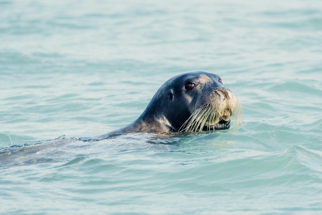 OTL08-24, Day 3,   2B5A1915 © Juan Martin Berenstein - Oceanwide Expeditions.jpg