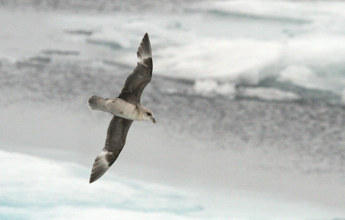 OTL08-24, Day 4, IMG_6249 © Simon Davies - Oceanwide Expeditions.JPG