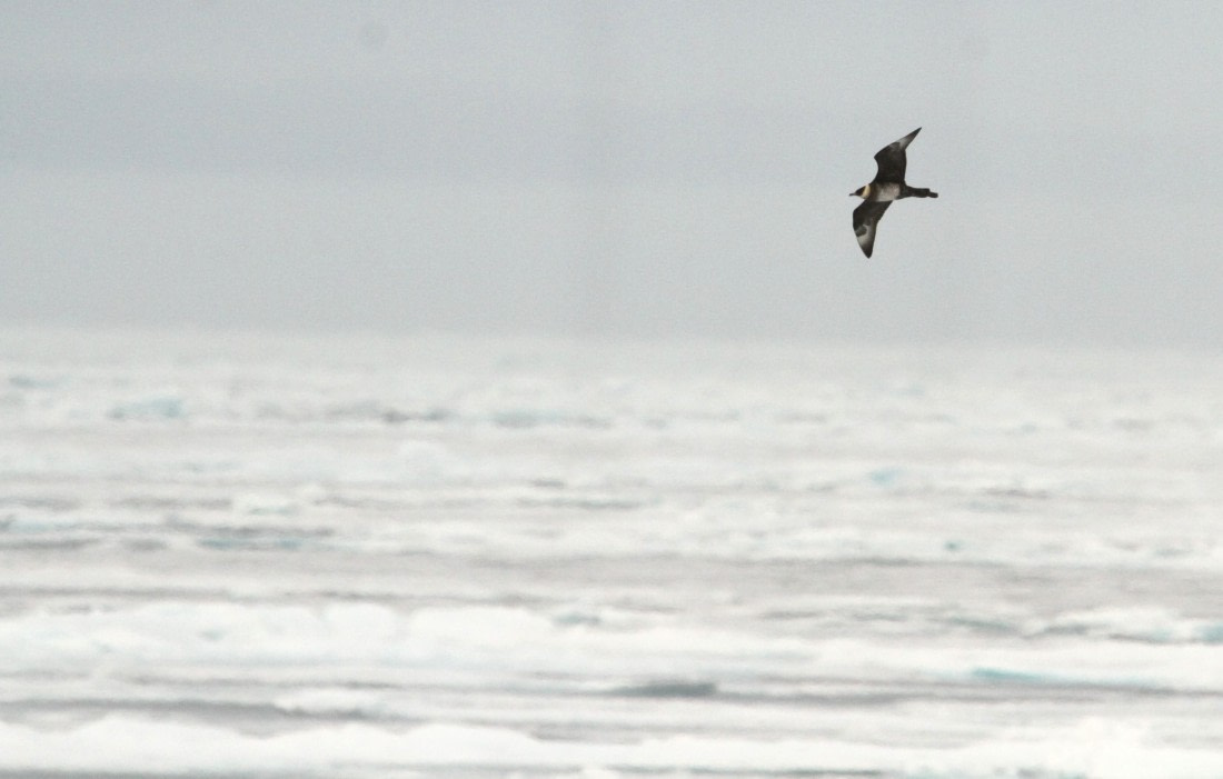 OTL08-24, Day 4, IMG_6419 © Simon Davies - Oceanwide Expeditions.JPG