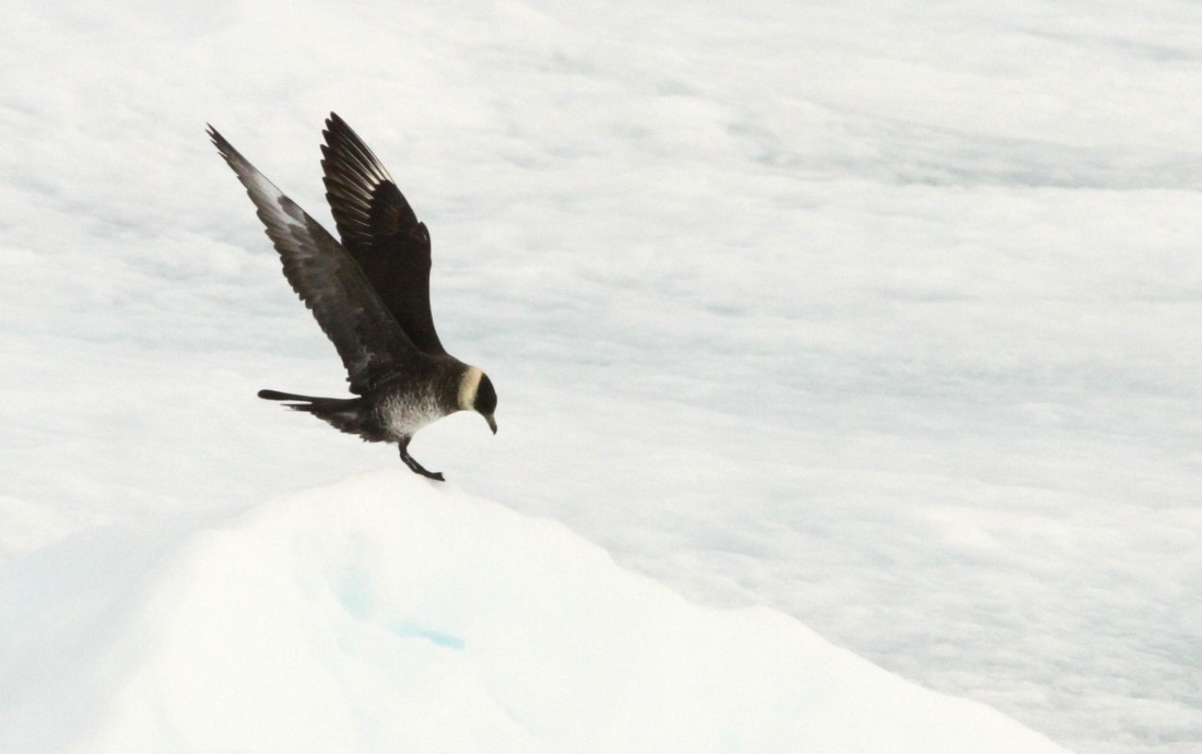 OTL08-24, Day 4, IMG_6484 © Simon Davies - Oceanwide Expeditions.JPG