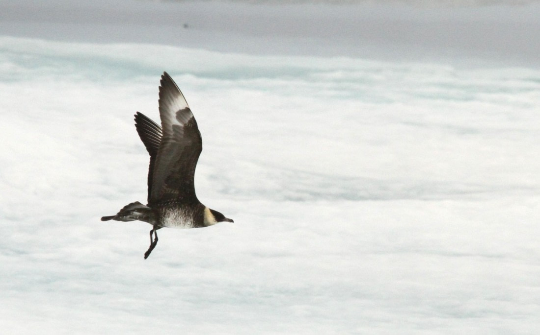 OTL08-24, Day 4, IMG_6501 © Simon Davies - Oceanwide Expeditions.JPG