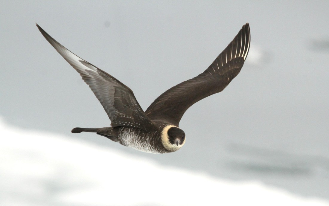 OTL08-24, Day 4, IMG_6539 © Simon Davies - Oceanwide Expeditions.JPG