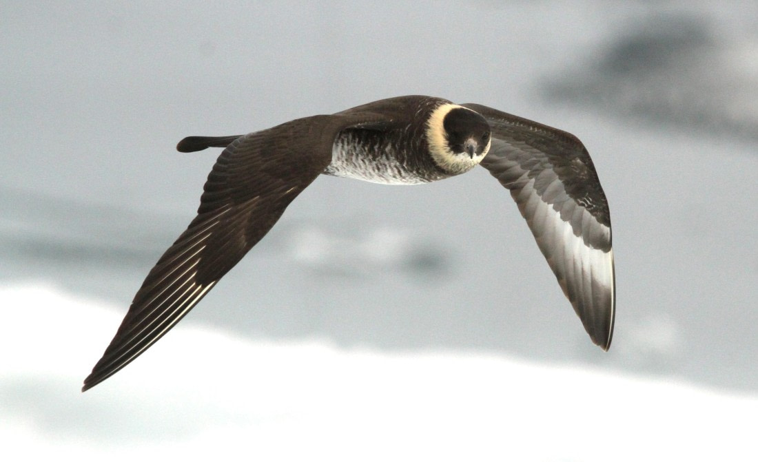 OTL08-24, Day 4, IMG_6540 © Simon Davies - Oceanwide Expeditions.JPG