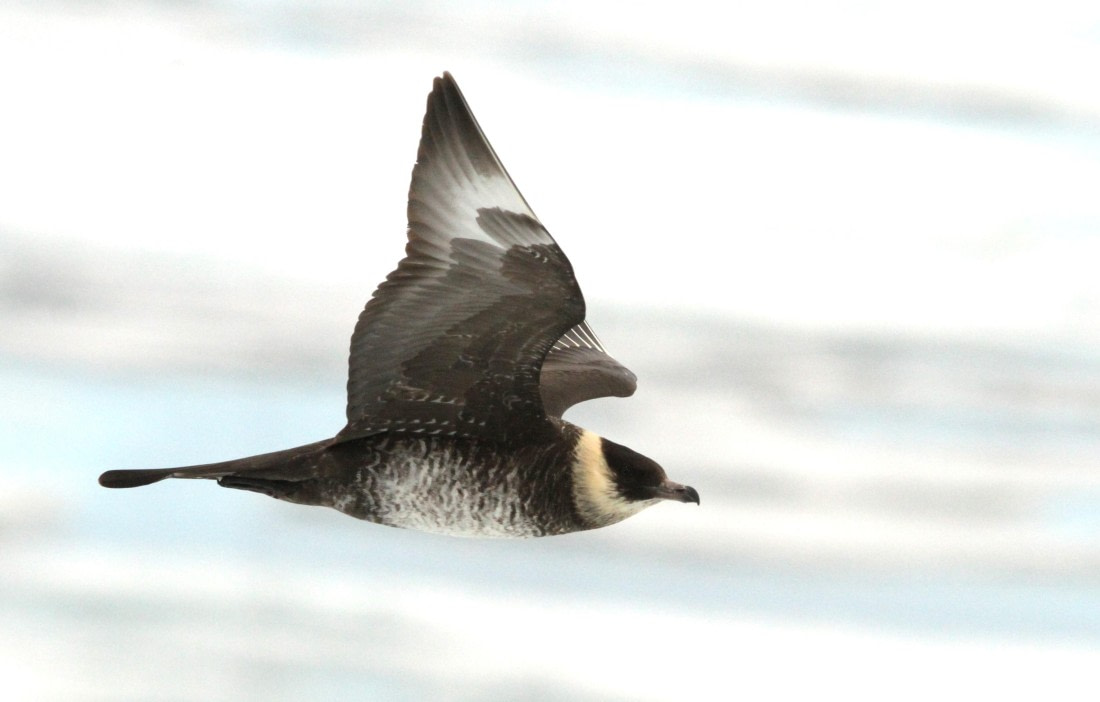 OTL08-24, Day 4, IMG_6542 © Simon Davies - Oceanwide Expeditions.JPG