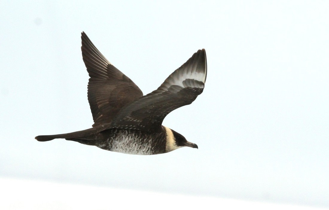 OTL08-24, Day 4, IMG_6551 © Simon Davies - Oceanwide Expeditions.JPG