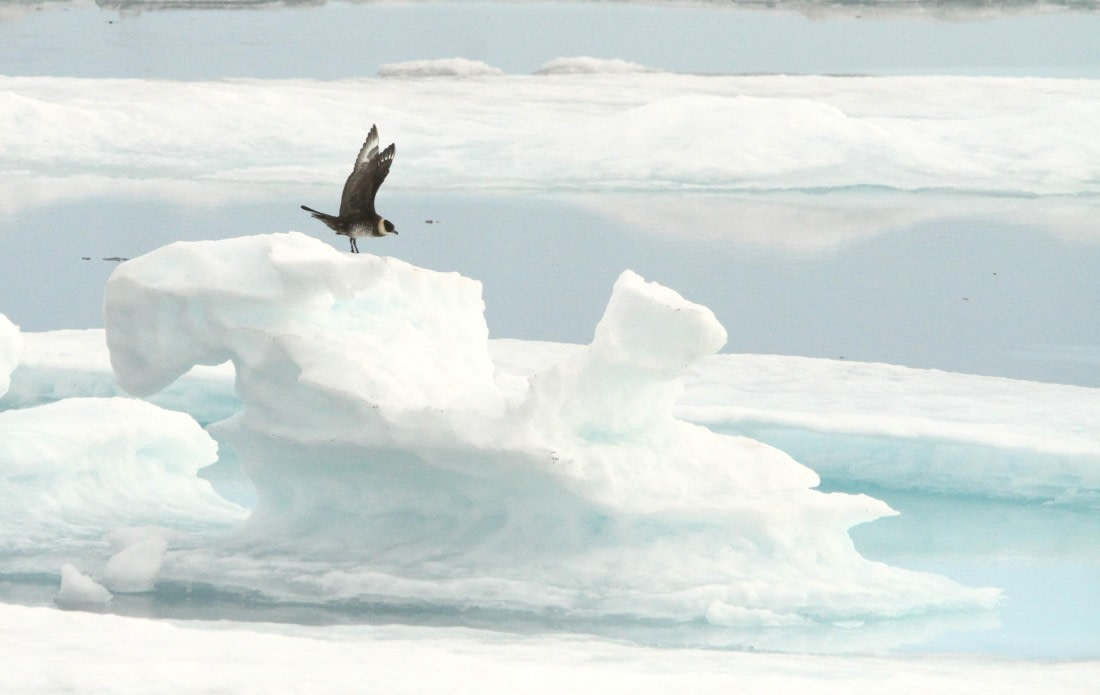 OTL08-24, Day 4, IMG_6559 © Simon Davies - Oceanwide Expeditions.JPG