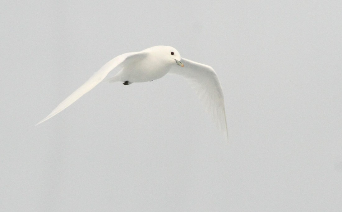 OTL08-24, Day 4, IMG_6641 © Simon Davies - Oceanwide Expeditions.JPG