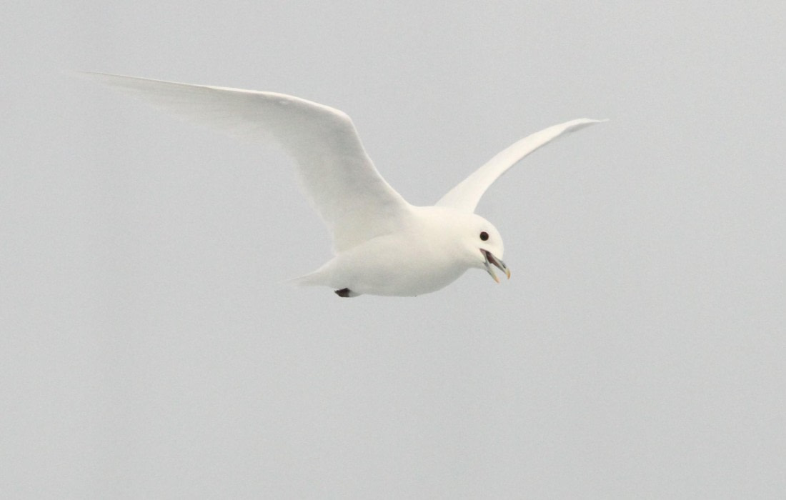 OTL08-24, Day 4, IMG_6642 © Simon Davies - Oceanwide Expeditions.JPG