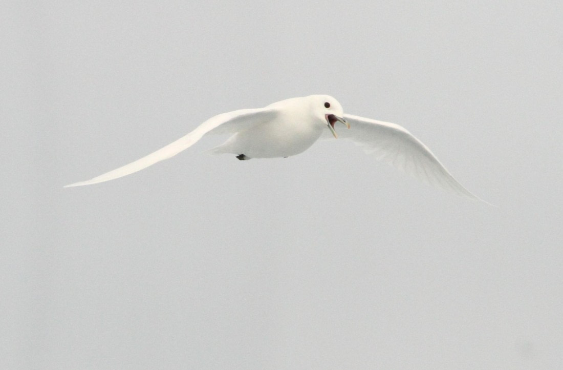 OTL08-24, Day 4, IMG_6643 © Simon Davies - Oceanwide Expeditions.JPG