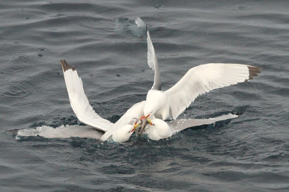 OTL08-24, Day 4, IMG_6686 © Simon Davies - Oceanwide Expeditions.JPG