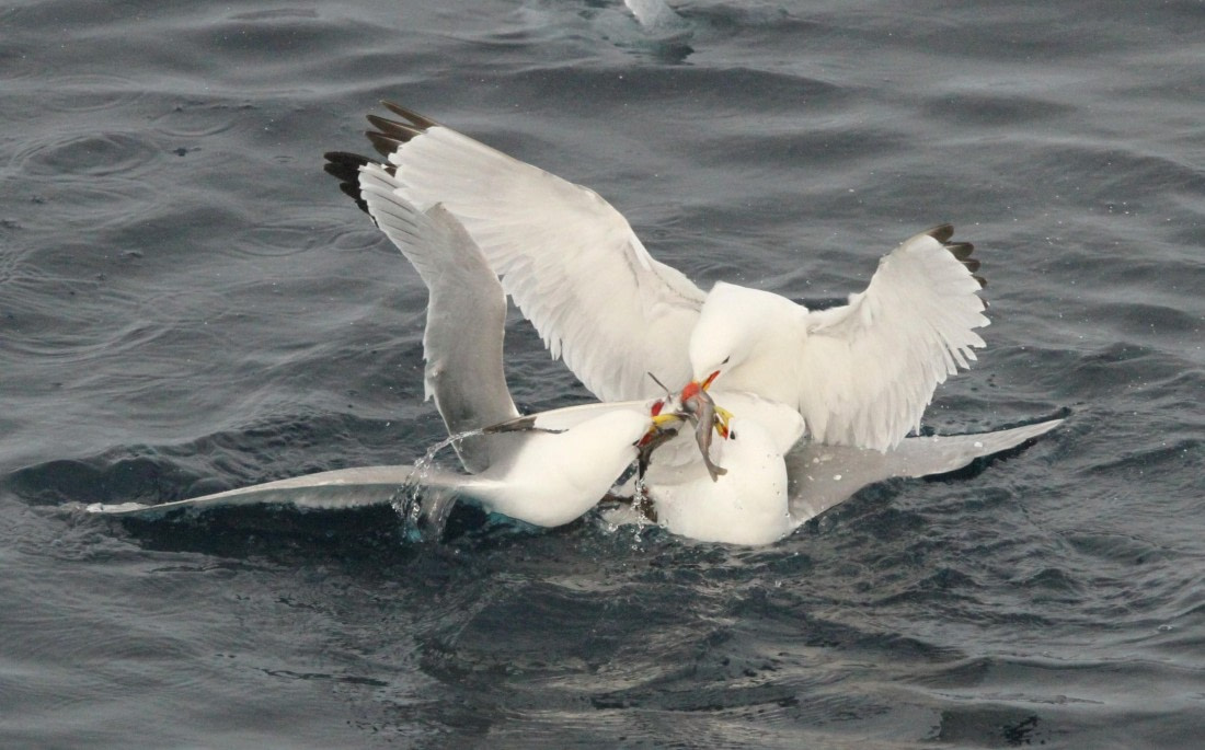 OTL08-24, Day 4, IMG_6687 © Simon Davies - Oceanwide Expeditions.JPG