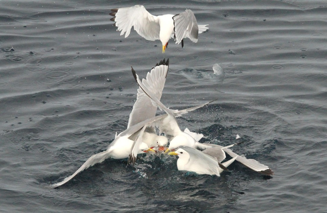 OTL08-24, Day 4, IMG_6696 © Simon Davies - Oceanwide Expeditions.JPG