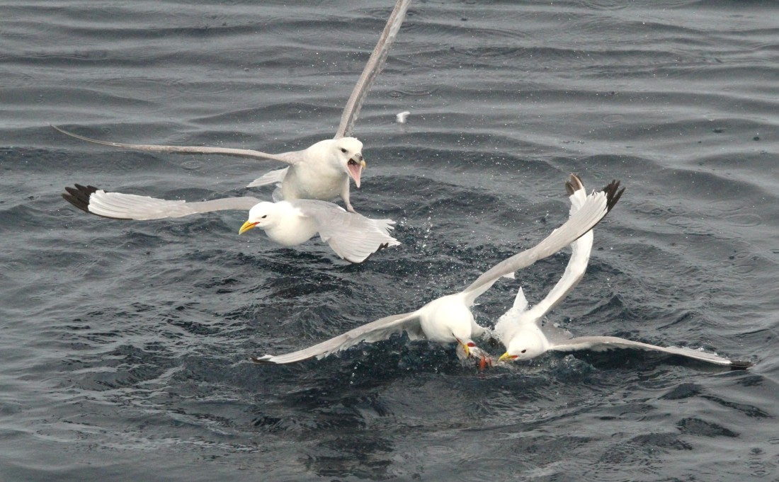 OTL08-24, Day 4, IMG_6707 © Simon Davies - Oceanwide Expeditions.JPG