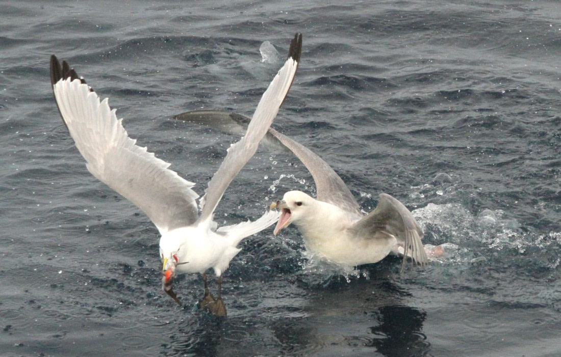 OTL08-24, Day 4, IMG_6709 © Simon Davies - Oceanwide Expeditions.JPG