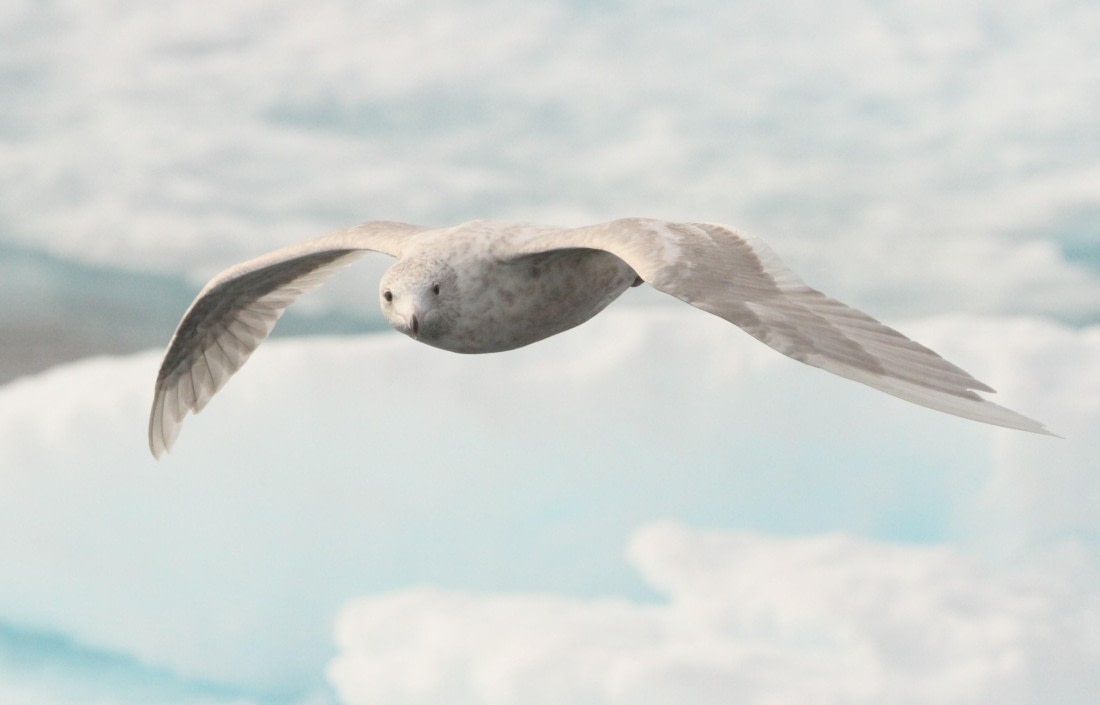 OTL08-24, Day 4, IMG_6714 © Simon Davies - Oceanwide Expeditions.JPG