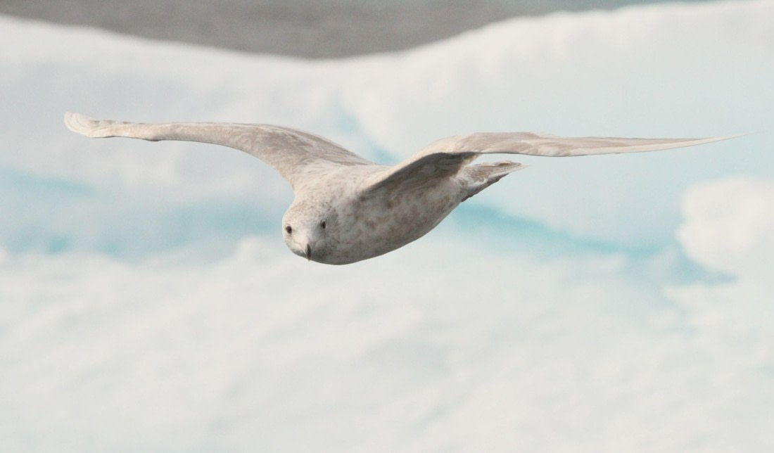 OTL08-24, Day 4, IMG_6715 © Simon Davies - Oceanwide Expeditions.JPG