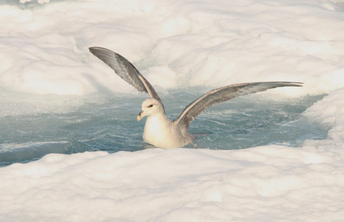 OTL08-24, Day 4, IMG_6905 © Simon Davies - Oceanwide Expeditions.JPG