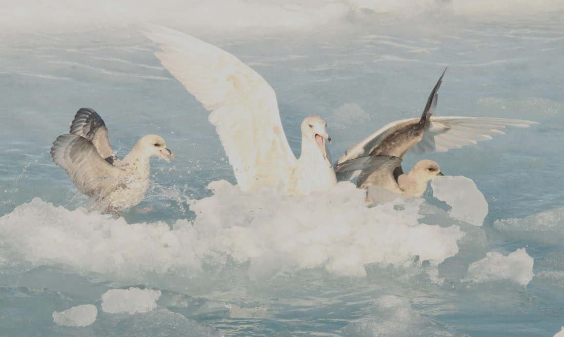 OTL08-24, Day 4, IMG_6950 © Simon Davies - Oceanwide Expeditions.JPG