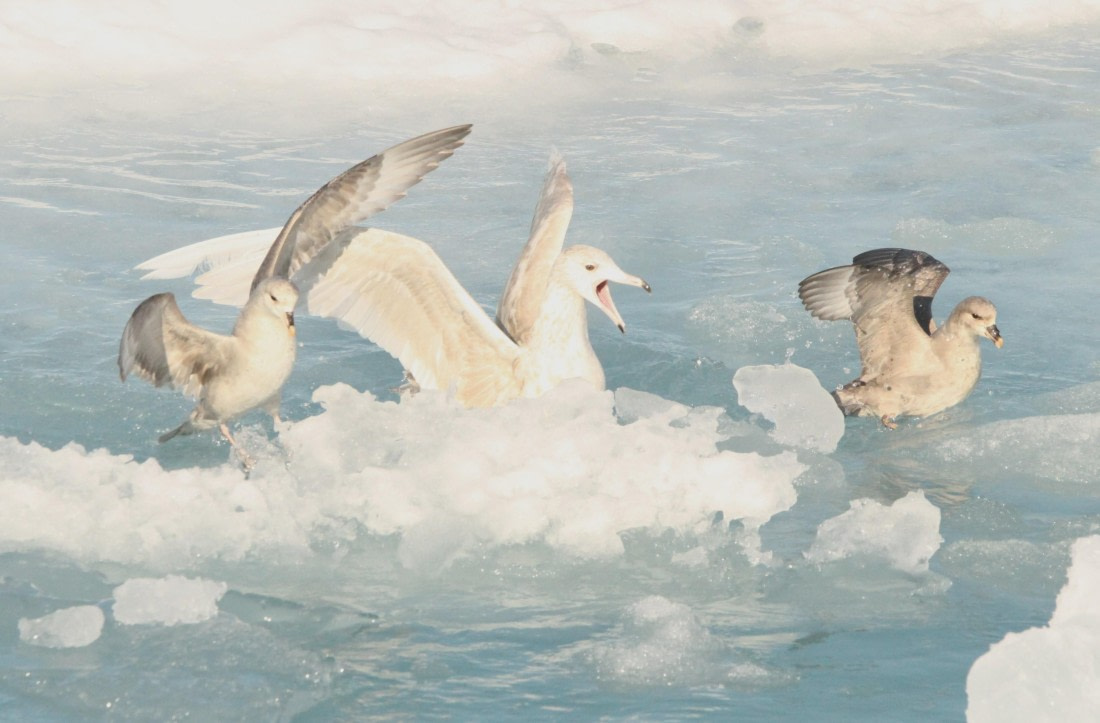 OTL08-24, Day 4, IMG_6951 © Simon Davies - Oceanwide Expeditions.JPG