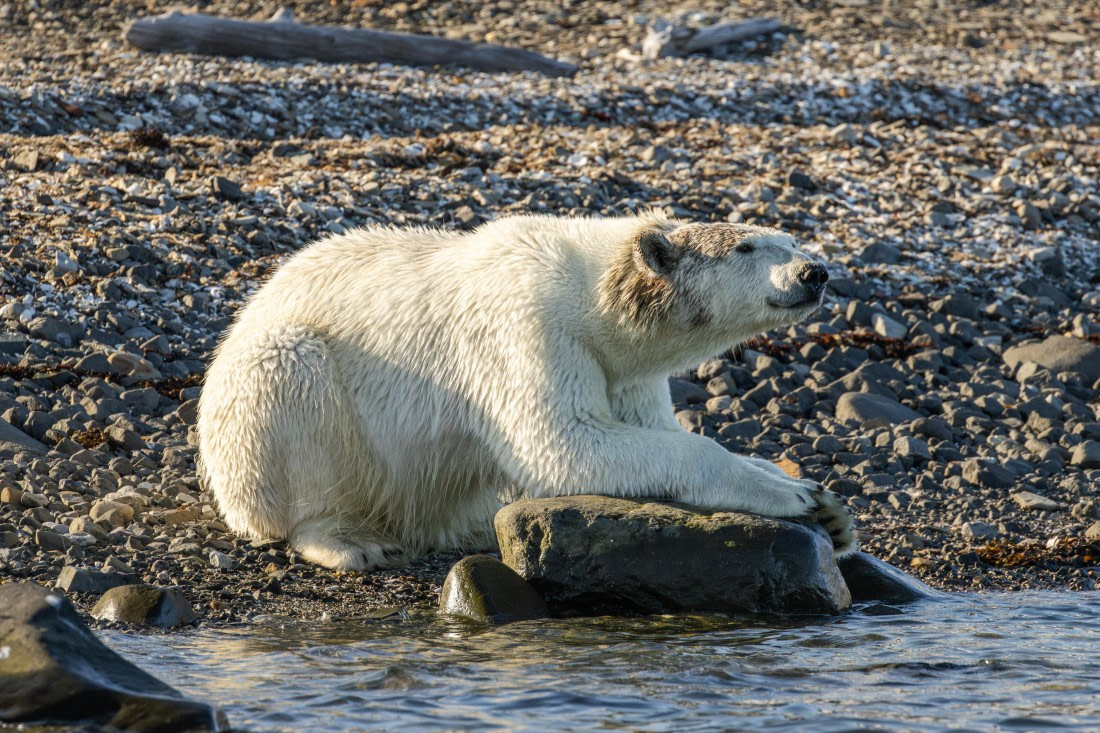 OTL08-24, Day 6,   2B5A2228 © Juan Martin Berenstein - Oceanwide Expeditions.jpg